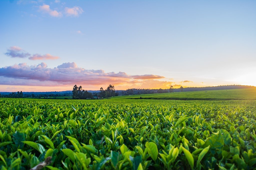 How AI and Machine Learning Are Changing Agriculture