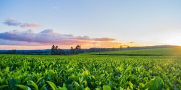 How AI and Machine Learning Are Changing Agriculture
